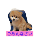 ポメラニアン 鈴木ぽむの写真スタンプ（個別スタンプ：20）