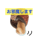 ポメラニアン 鈴木ぽむの写真スタンプ（個別スタンプ：22）