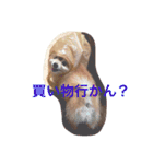 ポメラニアン 鈴木ぽむの写真スタンプ（個別スタンプ：29）
