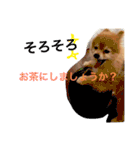 ポメラニアン 鈴木ぽむの写真スタンプ（個別スタンプ：30）