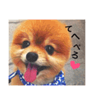ポメラニアン 鈴木ぽむの写真スタンプ（個別スタンプ：31）