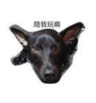 My weird dog, he named fad-chiaee（個別スタンプ：1）