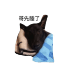 My weird dog, he named fad-chiaee（個別スタンプ：3）
