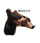 My weird dog, he named fad-chiaee（個別スタンプ：5）