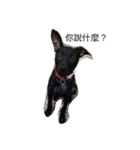 My weird dog, he named fad-chiaee（個別スタンプ：6）