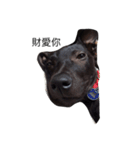 My weird dog, he named fad-chiaee（個別スタンプ：7）