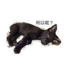 My weird dog, he named fad-chiaee（個別スタンプ：9）