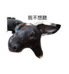 My weird dog, he named fad-chiaee（個別スタンプ：10）