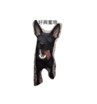 My weird dog, he named fad-chiaee（個別スタンプ：12）