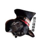 My weird dog, he named fad-chiaee（個別スタンプ：16）