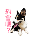 corgi and their friends（個別スタンプ：2）