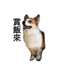 corgi and their friends（個別スタンプ：4）