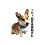 corgi and their friends（個別スタンプ：6）