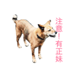 corgi and their friends（個別スタンプ：7）