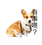 corgi and their friends（個別スタンプ：11）