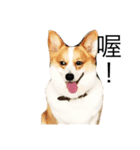 corgi and their friends（個別スタンプ：14）