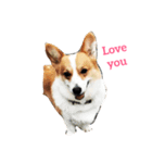 corgi and their friends（個別スタンプ：15）