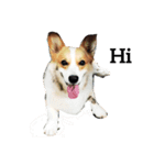 corgi and their friends（個別スタンプ：16）