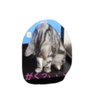 さくらの日々（個別スタンプ：6）