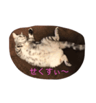 さくらの日々（個別スタンプ：12）