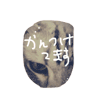 さくらの日々（個別スタンプ：13）