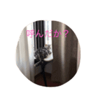 さくらの日々（個別スタンプ：21）