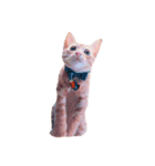 猫のまりぶ（個別スタンプ：1）