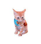 猫のまりぶ（個別スタンプ：4）