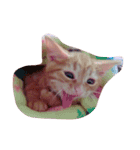 猫のまりぶ（個別スタンプ：5）