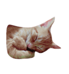 猫のまりぶ（個別スタンプ：6）