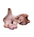 猫のまりぶ（個別スタンプ：8）