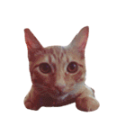 猫のまりぶ（個別スタンプ：9）