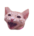 猫のまりぶ（個別スタンプ：10）