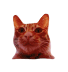 猫のまりぶ（個別スタンプ：13）