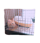 猫のまりぶ（個別スタンプ：14）