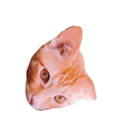 猫のまりぶ（個別スタンプ：15）