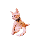 猫のまりぶ（個別スタンプ：19）