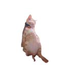 猫のまりぶ（個別スタンプ：20）