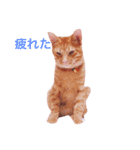 猫のまりぶ（個別スタンプ：21）
