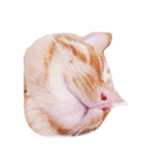 猫のまりぶ（個別スタンプ：22）