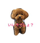bambiSTAMP（個別スタンプ：12）