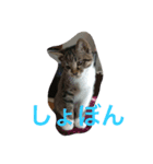 もろこ子猫（個別スタンプ：1）