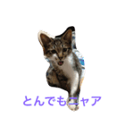 もろこ子猫（個別スタンプ：2）