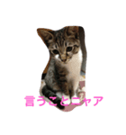 もろこ子猫（個別スタンプ：3）