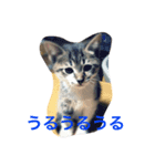もろこ子猫（個別スタンプ：4）