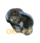もろこ子猫（個別スタンプ：5）