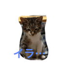 もろこ子猫（個別スタンプ：7）