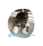 もろこ子猫（個別スタンプ：8）