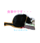 黒猫3匹…（個別スタンプ：7）