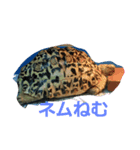 Leopard tortoises（個別スタンプ：1）
